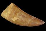 Serrated, Carcharodontosaurus Tooth - Real Dinosaur Tooth #99798-1